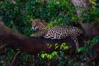 A Jaguar-Panthera onca-resting on a tree branch Mato Grosso Do Sul State-Brazil Art Print